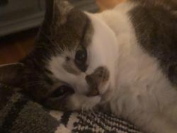 Lost Female Cat last seen Ferry drive, Beaufort, SC 29907
