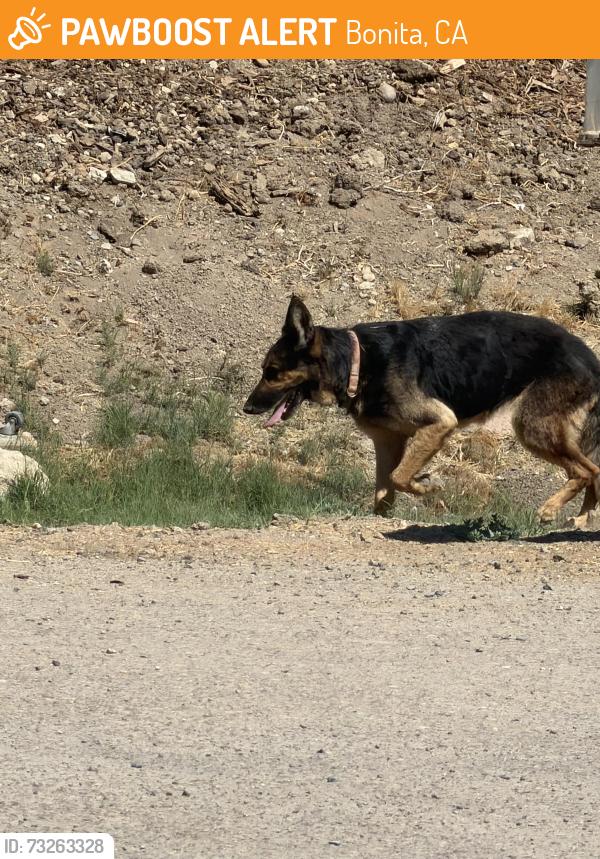 Found/Stray Unknown Dog last seen Under some palm trees, Bonita, CA 91902