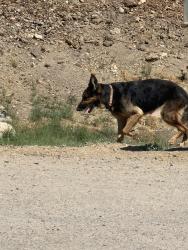 Found/Stray Unknown Dog last seen Under some palm trees, Bonita, CA 91902