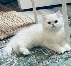 Lost Female Cat last seen Near Greenbrier Rd Minnetonka, Minnetonka, MN 55305