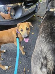 Reunited Female Dog last seen W meadow rd. By clover hill winery., Robesonia, PA 19551