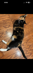 Reunited Female Cat last seen Near and st Mary’s, Hillsborough, NC 27278