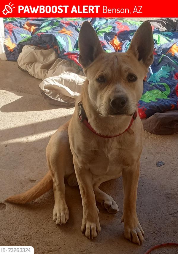 Lost Male Dog last seen Near n cascabel rd benson, Benson, AZ 85602
