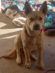 Lost Male Dog last seen Near n cascabel rd benson, Benson, AZ 85602