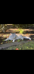 Lost Male Cat last seen Lidford playfield 4115 60th St E, Tacoma, WA 98443, Tacoma, WA 98443