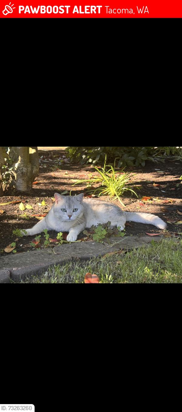 Lost Male Cat last seen Lidford playfield 4115 60th St E, Tacoma, WA 98443, Tacoma, WA 98443