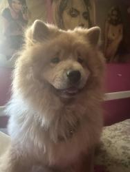 Reunited Female Dog last seen Sherman Way, Los Angeles, CA 91335