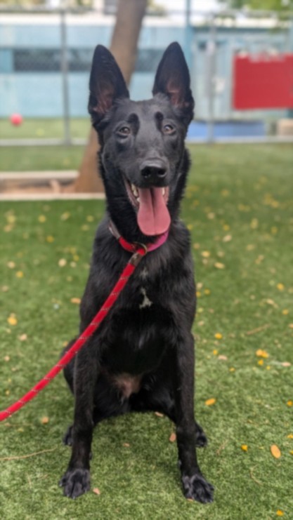 Shelter Stray Female Dog last seen , West Valley Animal Shelter, 20655 Plummer St, Chatsworth, CA 91311, USA