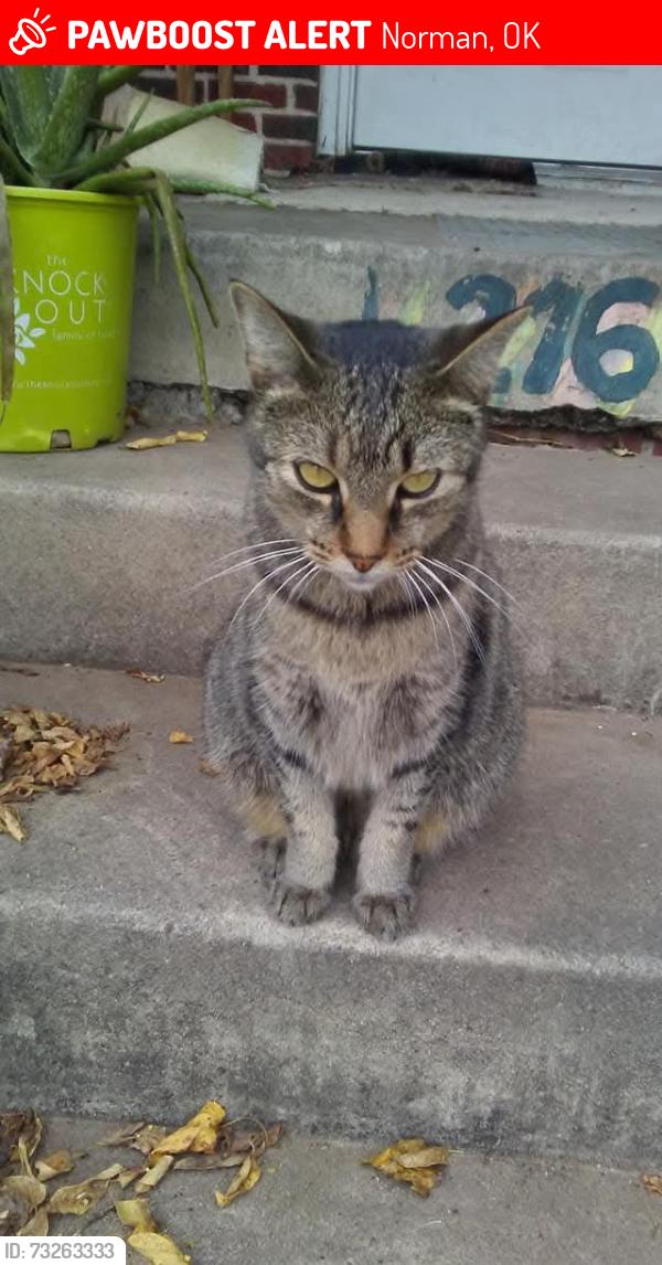 Lost Male Cat last seen Main and berry, Norman, OK 73069