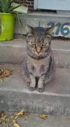 Lost Male Cat last seen Main and berry, Norman, OK 73069
