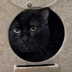 Shelter Stray Unknown Cat last seen NW 31ST N INDIANA AVE, 2811 SE 29th St, Oklahoma City, OK 73129, USA