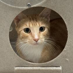 Shelter Stray Unknown Cat last seen , 2811 SE 29th St, Oklahoma City, OK 73129, USA