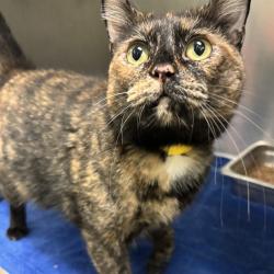 Shelter Stray Female Cat last seen , 2811 SE 29th St, Oklahoma City, OK 73129, USA