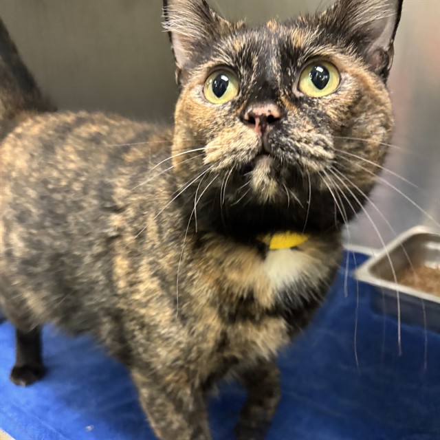 Shelter Stray Female Cat last seen , 2811 SE 29th St, Oklahoma City, OK 73129, USA