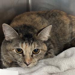 Shelter Stray Female Cat last seen , 2811 SE 29th St, Oklahoma City, OK 73129, USA