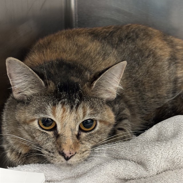Shelter Stray Female Cat last seen , 2811 SE 29th St, Oklahoma City, OK 73129, USA
