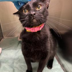 Shelter Stray Female Cat last seen , 2811 SE 29th St, Oklahoma City, OK 73129, USA
