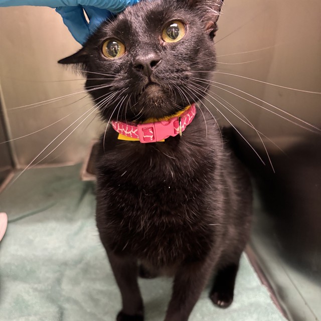 Shelter Stray Female Cat last seen , 2811 SE 29th St, Oklahoma City, OK 73129, USA