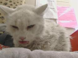 Shelter Stray Male Cat last seen BRADSHAW RD, 3839 Bradshaw Rd, Sacramento, CA 95827, USA