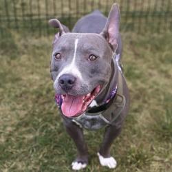 Shelter Stray Male Dog last seen Near BLOCK MONTANA, 4710 TX-151, San Antonio, TX 78227, USA