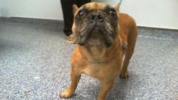 Shelter Stray Female Dog last seen CHARLOTTE, 8315 Byrum Dr, Charlotte, NC 28217, USA