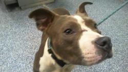 Shelter Stray Male Dog last seen CHARLOTTE, 8315 Byrum Dr, Charlotte, NC 28217, USA