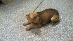 Shelter Stray Female Dog last seen CHARLOTTE, 8315 Byrum Dr, Charlotte, NC 28217, USA