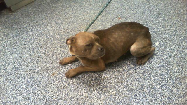 Shelter Stray Female Dog last seen CHARLOTTE, 8315 Byrum Dr, Charlotte, NC 28217, USA