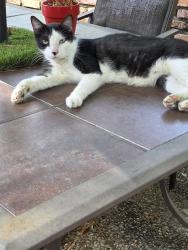 Found/Stray Female Cat last seen New Copeland Rd and Grande, Tyler, TX 75703
