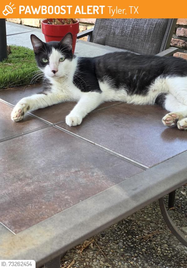 Found/Stray Female Cat last seen New Copeland Rd and Grande, Tyler, TX 75703