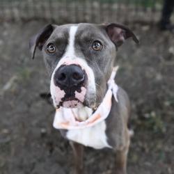 Shelter Stray Male Dog last seen FARGO, 4710 TX-151, San Antonio, TX 78227, USA