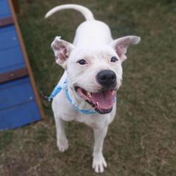 Shelter Stray Female Dog last seen BILLY JEAN AND JUNIOR, 4710 TX-151, San Antonio, TX 78227, USA