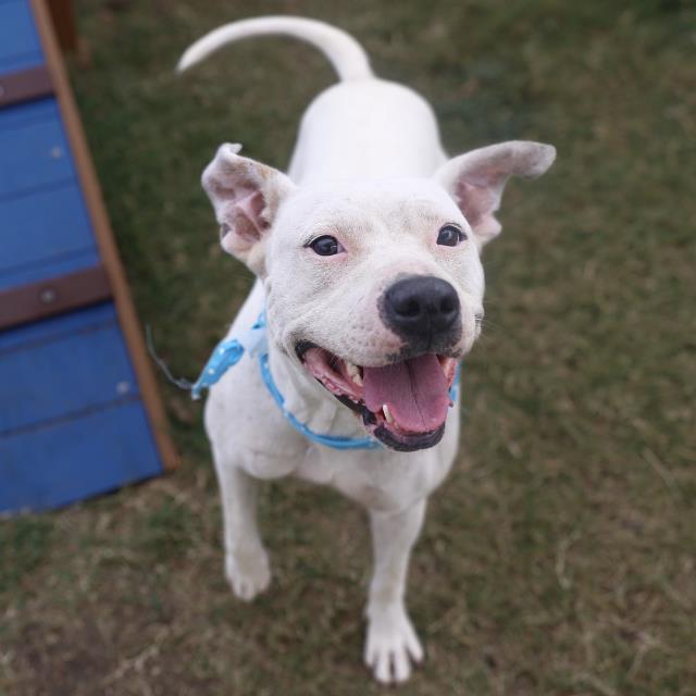 Shelter Stray Female Dog last seen BILLY JEAN AND JUNIOR, 4710 TX-151, San Antonio, TX 78227, USA