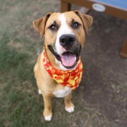 Shelter Stray Male Dog last seen JUNIOR AND BETTY JEAN, 4710 TX-151, San Antonio, TX 78227, USA