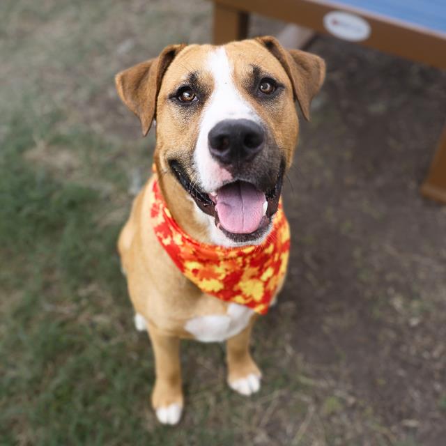 Shelter Stray Male Dog last seen JUNIOR AND BETTY JEAN, 4710 TX-151, San Antonio, TX 78227, USA