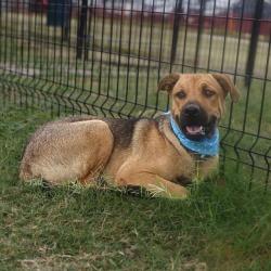 Shelter Stray Male Dog last seen Near BLOCK SPRING HURST, 4710 TX-151, San Antonio, TX 78227, USA
