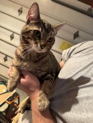 Reunited Male Cat last seen E 25th Ave & S Pines Rd, Spokane Valley, WA 99206