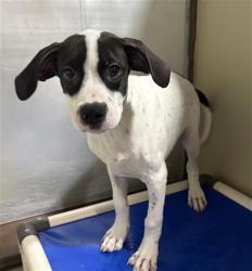 Shelter Stray Male Dog last seen Near BLOCK HICKERSON DR, BAKERSFIELD CA 93308, 3951 Fruitvale Ave, Bakersfield, CA 93308, USA