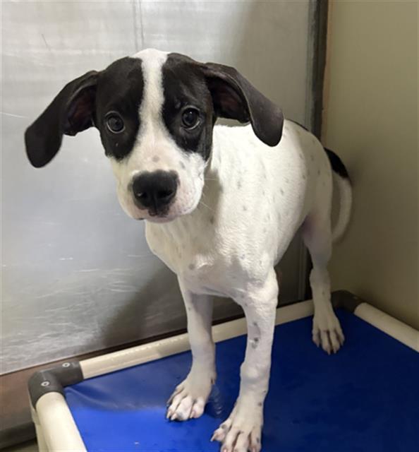 Shelter Stray Male Dog last seen Near BLOCK HICKERSON DR, BAKERSFIELD CA 93308, 3951 Fruitvale Ave, Bakersfield, CA 93308, USA