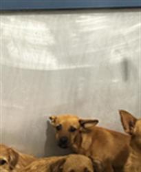 Shelter Stray Male Dog last seen Near BLOCK GOODMAN ST, BAKERSFIELD CA 93305, 3951 Fruitvale Ave, Bakersfield, CA 93308, USA