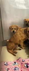 Shelter Stray Male Dog last seen Near BLOCK GOODMAN ST, BAKERSFIELD CA 93305, 3951 Fruitvale Ave, Bakersfield, CA 93308, USA