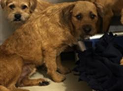 Shelter Stray Male Dog last seen Near BLOCK GOODMAN ST, BAKERSFIELD CA 93305, 3951 Fruitvale Ave, Bakersfield, CA 93308, USA