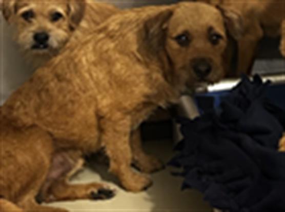 Shelter Stray Male Dog last seen Near BLOCK GOODMAN ST, BAKERSFIELD CA 93305, 3951 Fruitvale Ave, Bakersfield, CA 93308, USA