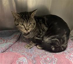 Shelter Stray Male Cat last seen , 11361 W Pico Blvd, Los Angeles, CA 90064, USA