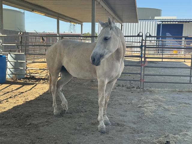 Shelter Stray Female Livestock last seen Near W GARCES HWY, WASCO CA 93280, 3951 Fruitvale Ave, Bakersfield, CA 93308, USA