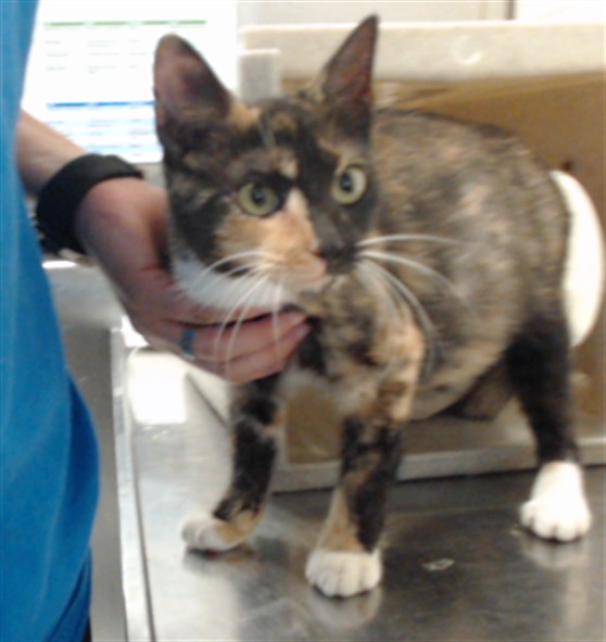 Shelter Stray Female Cat last seen Near TIFFANY CT, FAYETTEVILLE NC 28301, 4704 Corporation Dr, Fayetteville, NC 28306, USA