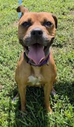 Shelter Stray Female Dog last seen Near BLOCK NW 33 AV, LAUDERHILL FL 33311, 2400 SW 42nd St, Fort Lauderdale, FL 33312, USA