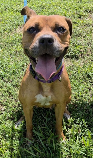 Shelter Stray Female Dog last seen Near BLOCK NW 33 AV, LAUDERHILL FL 33311, 2400 SW 42nd St, Fort Lauderdale, FL 33312, USA