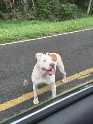 Found/Stray Female Dog last seen Eaker Rd, Gaston County, NC 28016