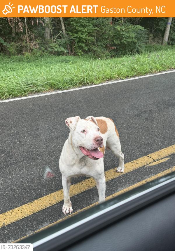 Found/Stray Female Dog last seen Eaker Rd, Gaston County, NC 28016